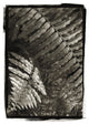 "Fern I v2" Digital Paper Print by Debra Van Swearingen, 30"x42"