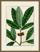 Acorn 6, Giclee Reproduction Artwork