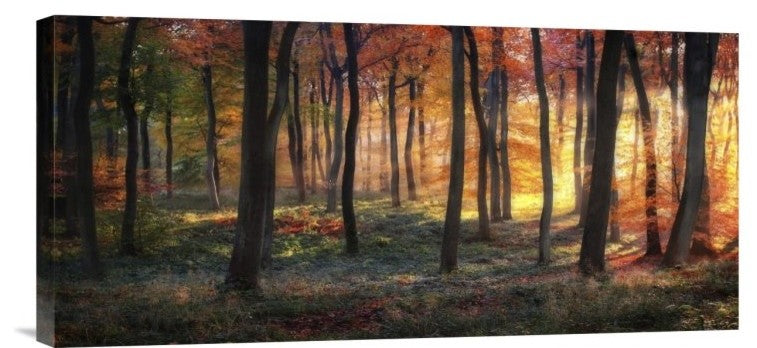"Autumn Woodland Sunrise" Stretched Canvas Giclee by Photokes, 22x10"