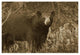 "Black Bear portrait, North America" Paper Print by Tim Fitzharris, 20"x14"