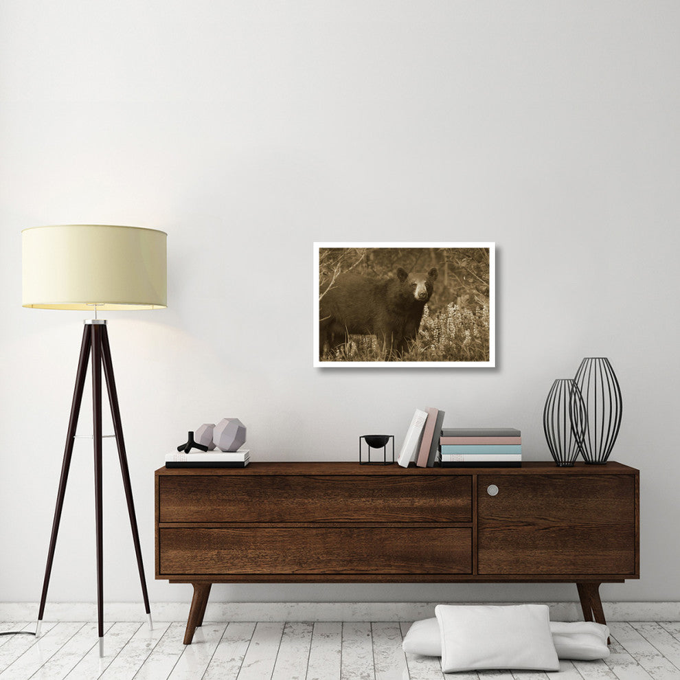 "Black Bear portrait, North America" Paper Print by Tim Fitzharris, 32"x22"