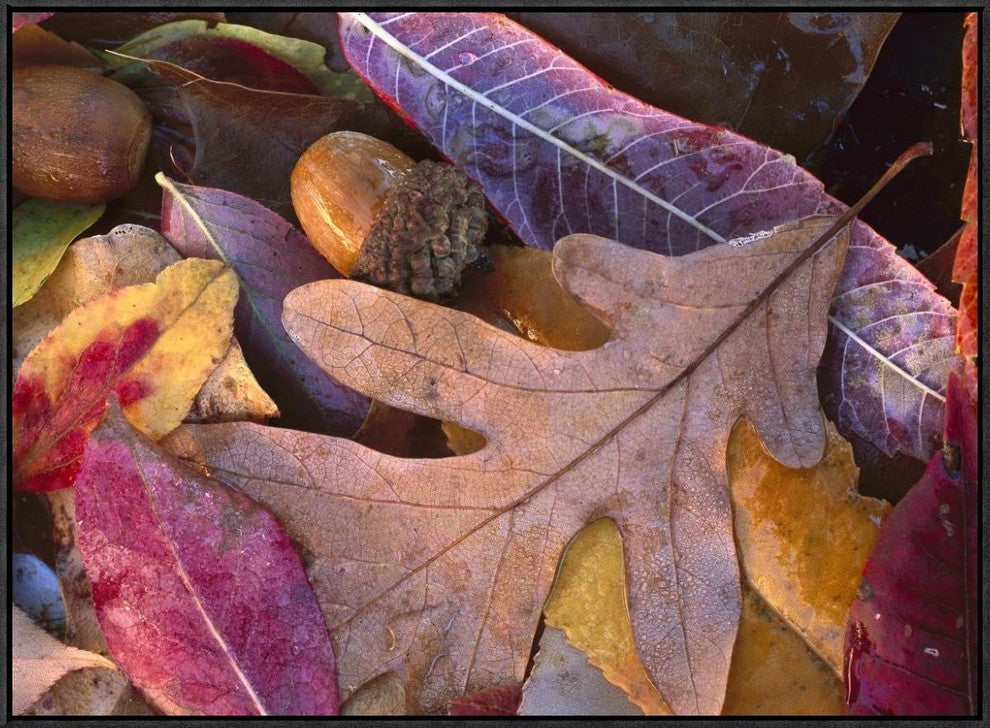 Acorns, Oak, Cherry and Sumac, Fall, Petit Jean State Park, Arkansas, 32"x24"