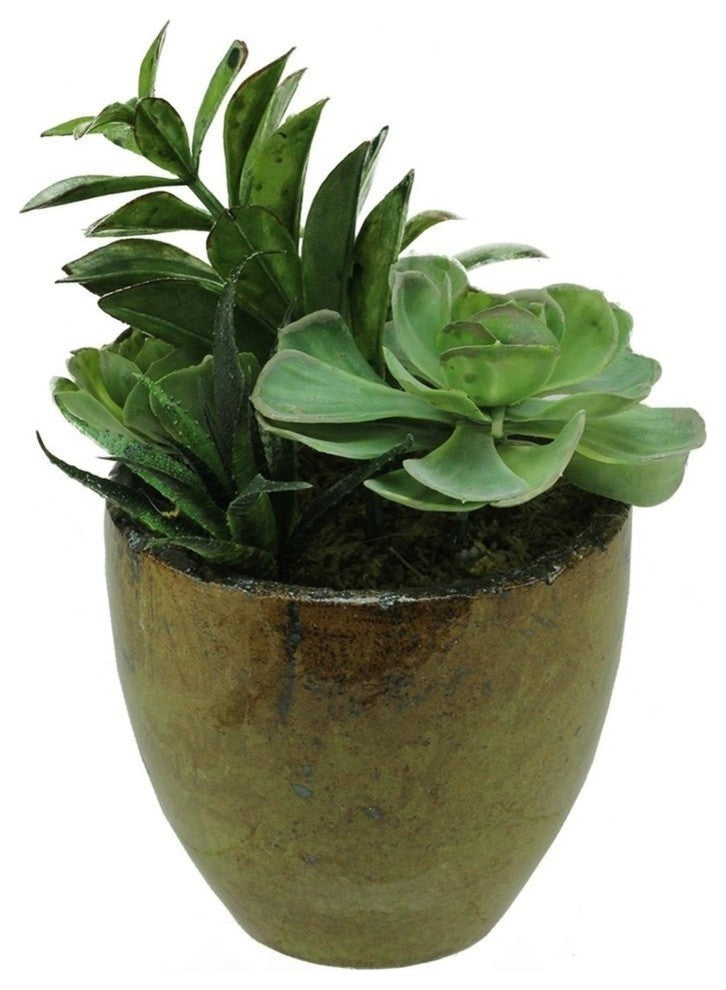 8.5" Mixed Succulent Plants in a Brown and Black Pot