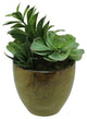 8.5" Mixed Succulent Plants in a Brown and Black Pot