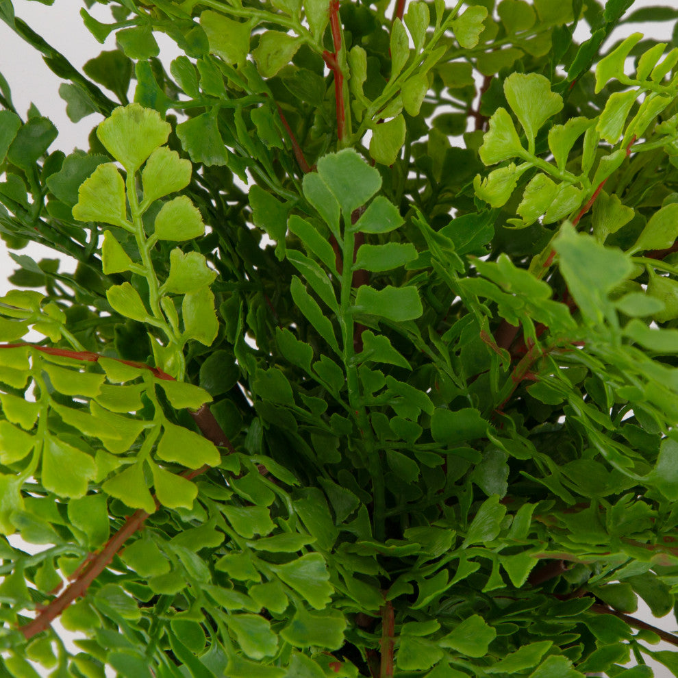 Macro close-up of the plant with a solid white background (white background, cropped view).