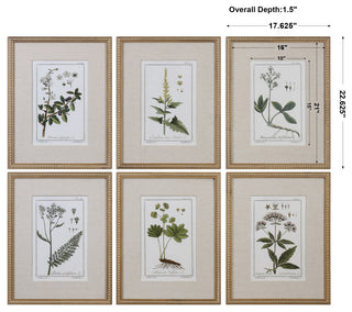 Uttermost Green Floral Botanical Study Pine Wood Prints - Multi-Color (Set of 6)