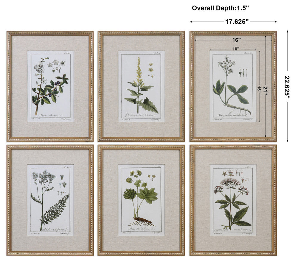 Uttermost Green Floral Botanical Study Pine Wood Prints - Multi-Color (Set of 6)