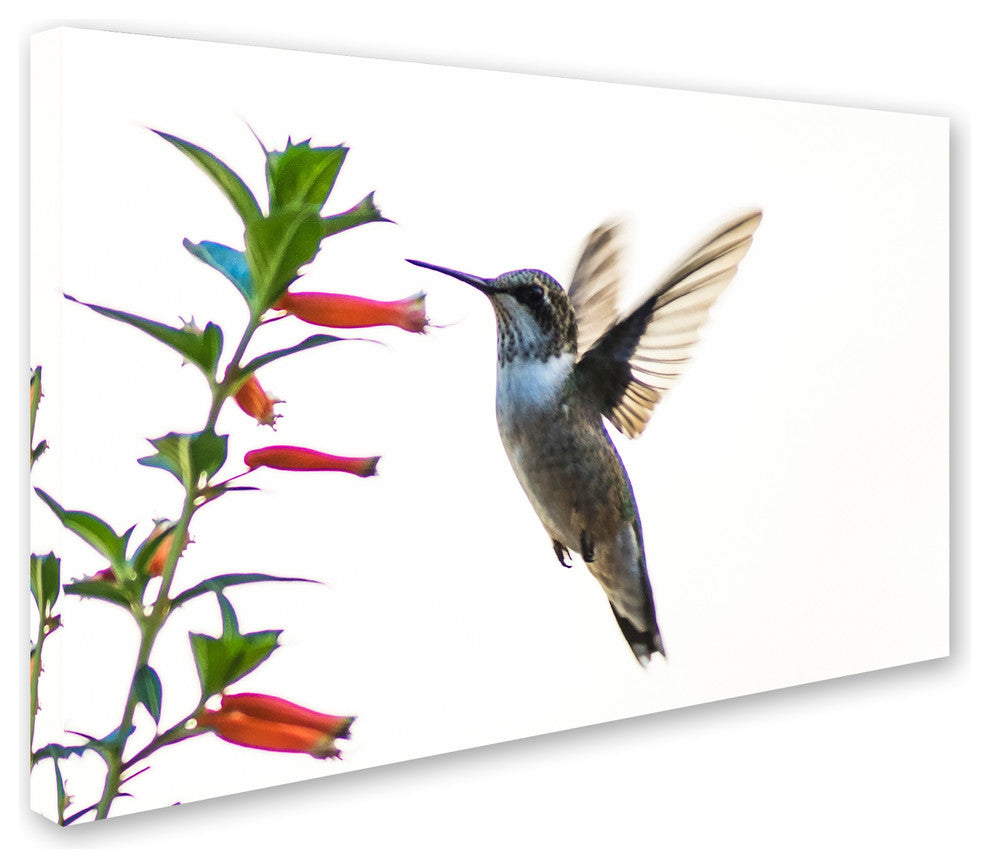 Kurt Shaffer 'Frozen in Flight' Canvas Art, 32"x22"