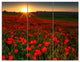 Sunset over Garden with Red Poppies, Floral Triptych Canvas Art, 36x28, 3 Panels