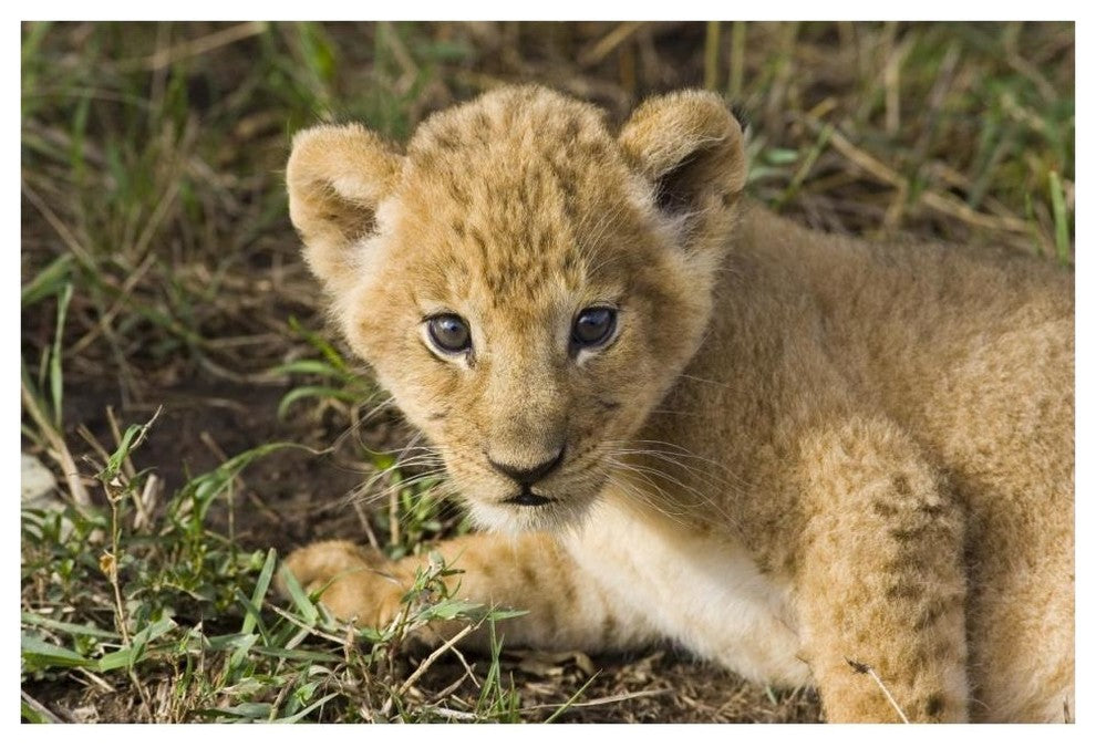 "African Lion 5 week old cub, vulnerable, Masai Mara Reserve" Paper Art, 62"x42"