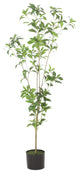 Purling Artificial Pieris Tree, Green, 19.7Wx19.7Dx47.2H