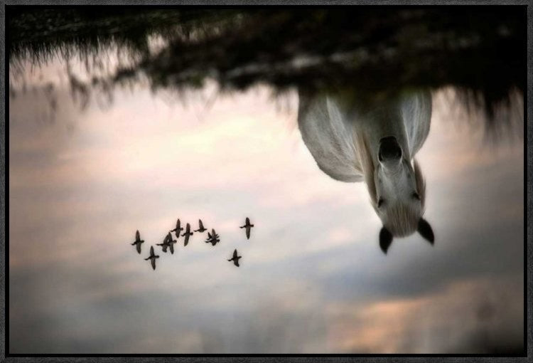 "Fly" Framed Canvas Giclee by Milan Malovrh, 23x16"