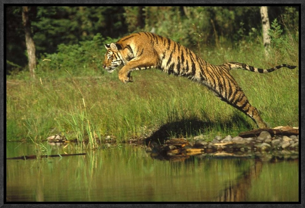 "Siberian Tiger leaping across river, Asia"  by Tim Fitzharris, 19x13"
