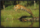 "Siberian Tiger leaping across river, Asia"  by Tim Fitzharris, 19x13"