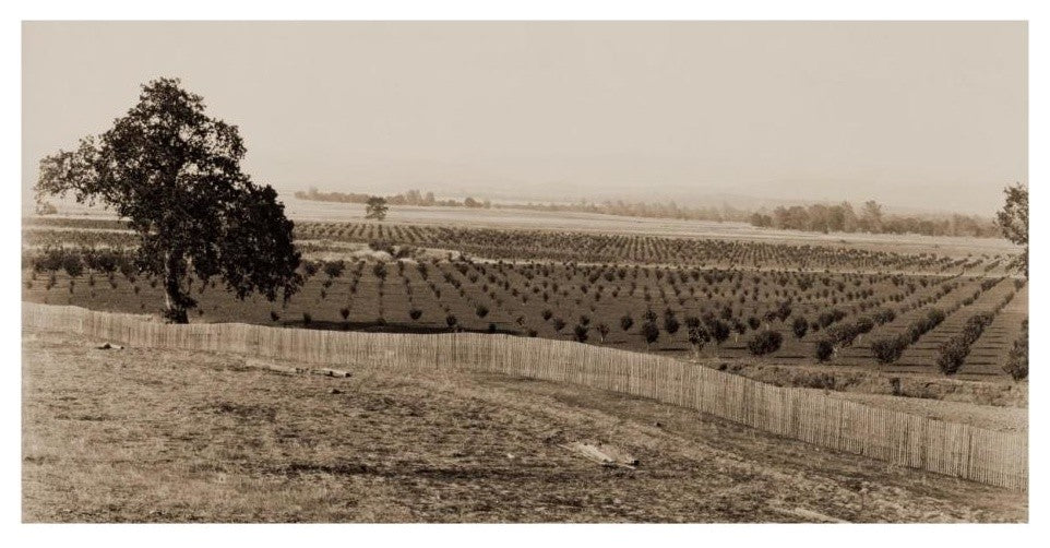 "Young Orchard, Palermo, Butte County, California, 1888-1891" Paper Art, 26"x14"