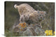 "Bobcat Mother And Kitten In Snowfall, North America" Artwork, 24" x 18"