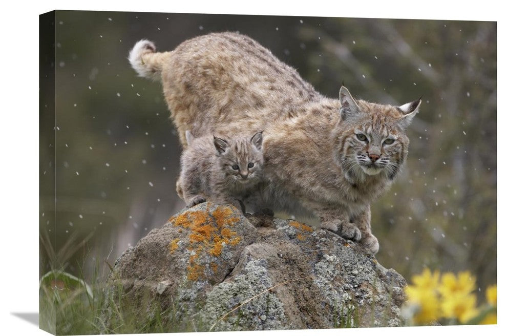 "Bobcat Mother And Kitten In Snowfall, North America" Artwork, 24" x 18"