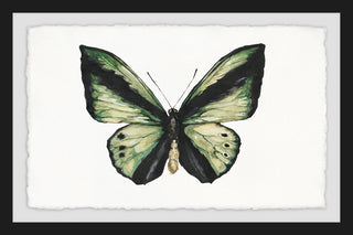 "Hunter Green Butterfly" Framed Painting Print, 18"x12"