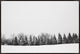 54x36 Pine Line, Framed Artwork, Espresso