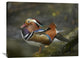 "Mandarin Duck Male, Jurong Bird Park, Singapore" Artwork, 40" x 30"
