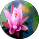 Lotus Flower In The Pond, Floral Large Disc Metal Wall Art, 11"