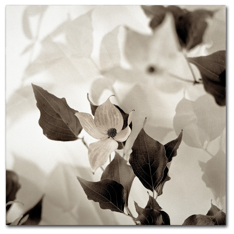 Alan Blaustein ''Florison 54'' Canvas Art, 24x24