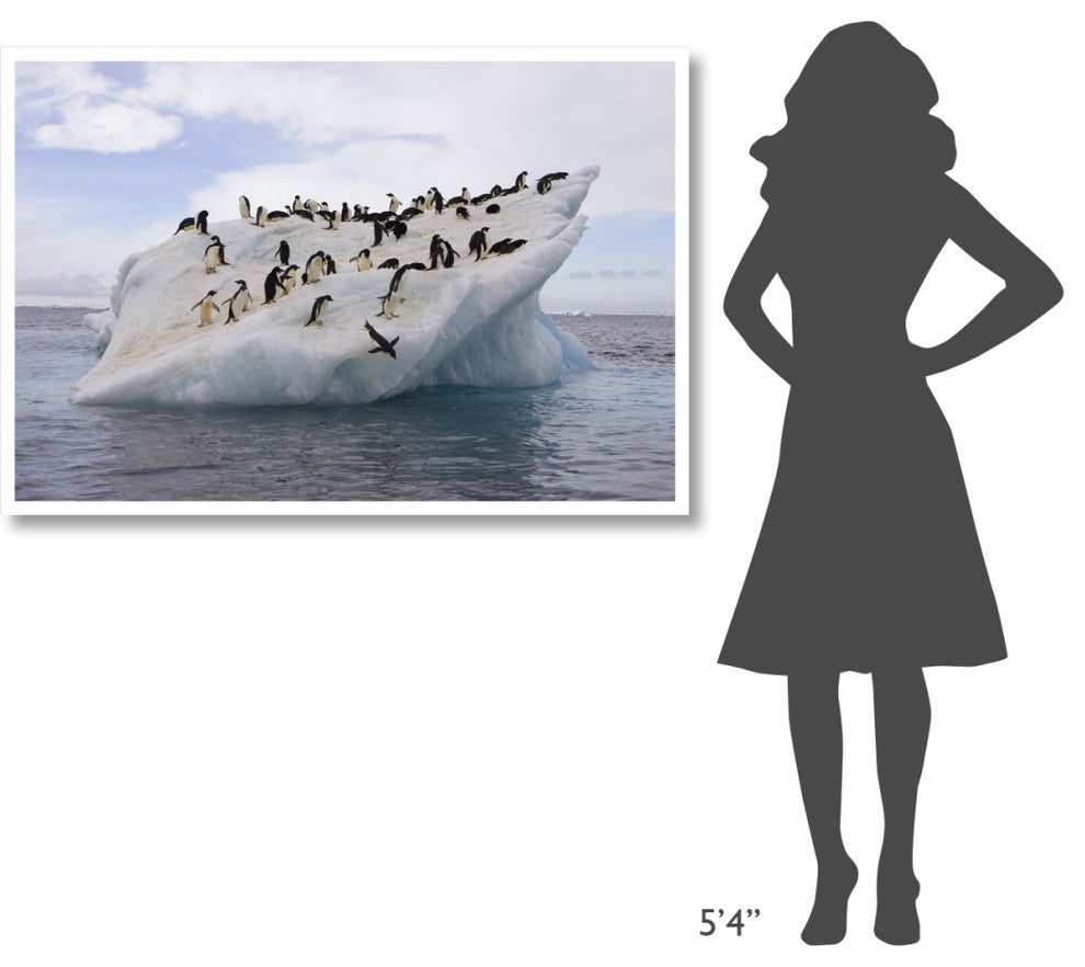 "Adelie Penguin flock on iceberg near Paulet Island" Paper Art, 50"x34"