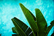 "Tropical Iii" Museum Mounted Canvas Print, 40"x30"