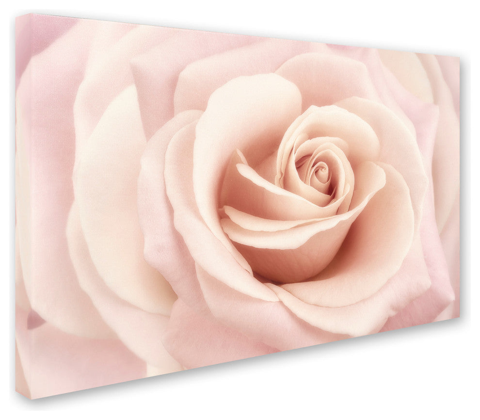 Cora Niele 'Peach Pink Rose' Canvas Art