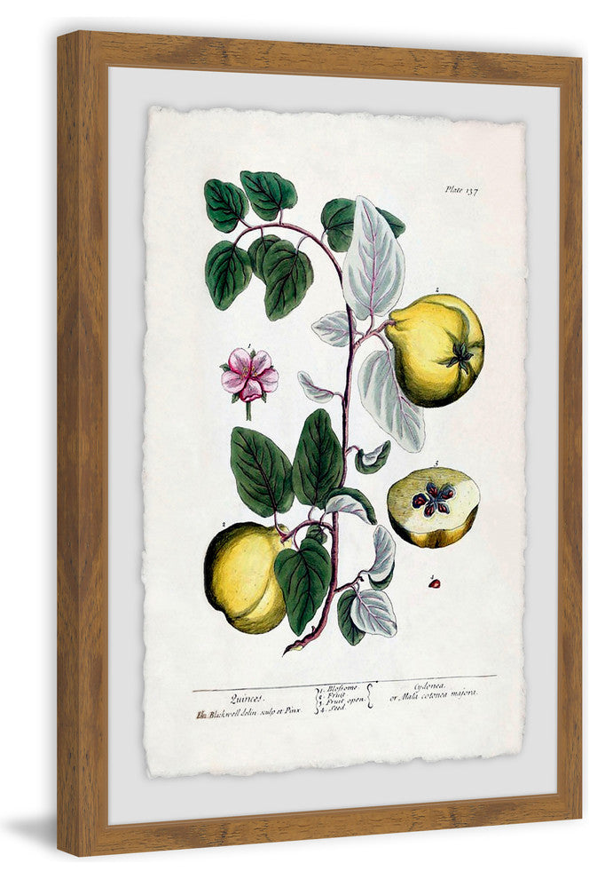 "Herbal Fruit Cydonea" Framed Painting Print, 20"x30"