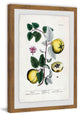 "Herbal Fruit Cydonea" Framed Painting Print, 20"x30"