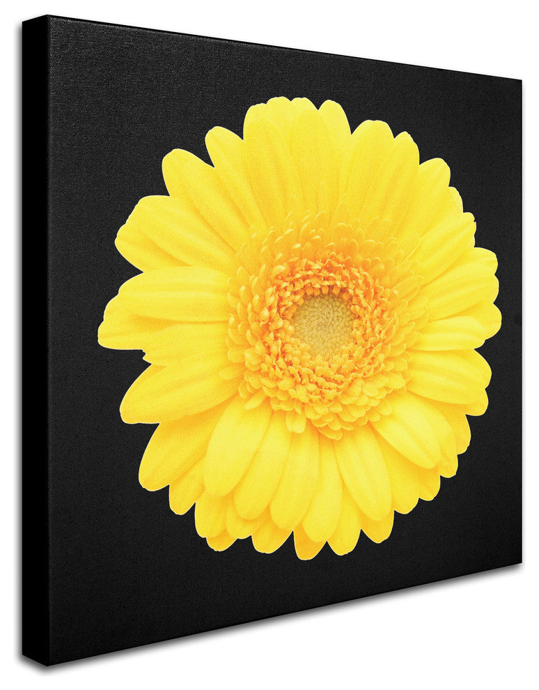 'Yellow Gerber Daisy' Canvas Art