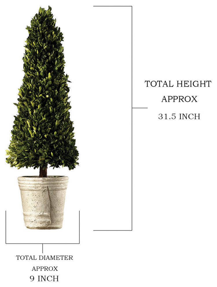 Serene Spaces Living Preserved Boxwood Cone Topiary in a Pot, 31.5" H & 9" D