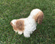 Sitting Brown Shih Tzu Dog Garden Statue, 11"