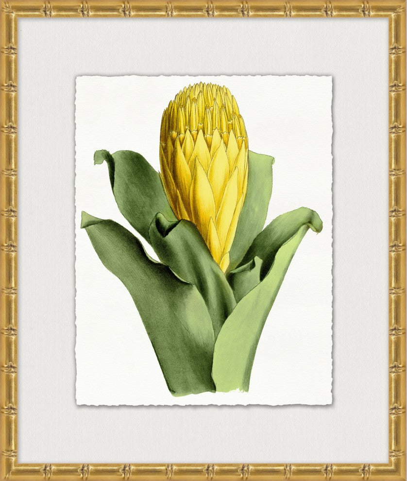 Sunny Botany 1, Giclee Reproduction Artwork