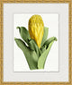 Sunny Botany 1, Giclee Reproduction Artwork