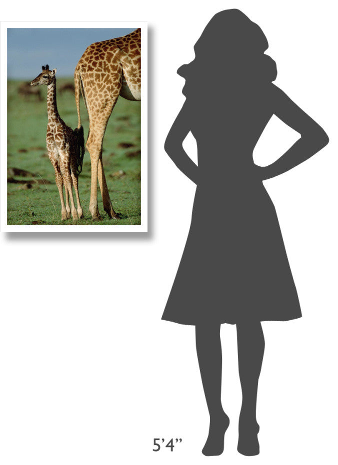 "Giraffe mother with young, Kenya" Paper Print by Tim Fitzharris, 22"x32"