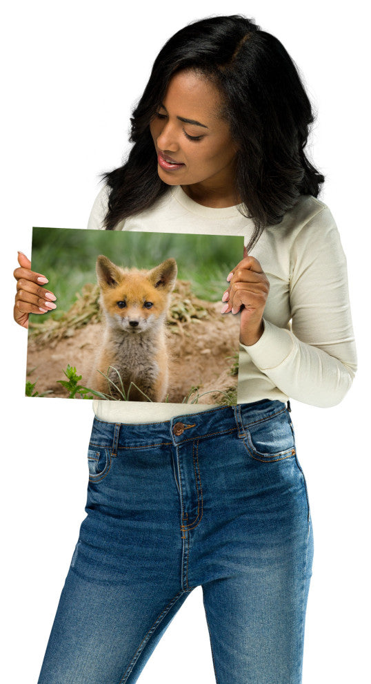 Coming Out (Baby Fox Pup) Wildlife Photography Unframed Wall Art Print, 8" X 10"