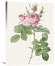 "Rosa Bifera Officinalis" Artwork, 24" x 32"