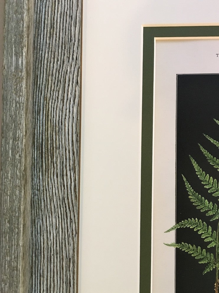Original Vintage 1925 Botanical Fern Framed Prints, Set of 2