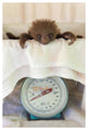 "Hoffmann's 2-toed Sloth on scale, Aviarios Sloth Sanctuary" Paper Art, 18"x26"