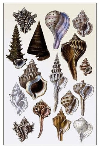 Shells: Trachelipoda #4- Gallery Wrapped Canvas Art 28" x 42"
