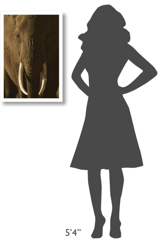 "African Elephant male portrait with long tusks, Kenya" Paper Art, 18"x26"