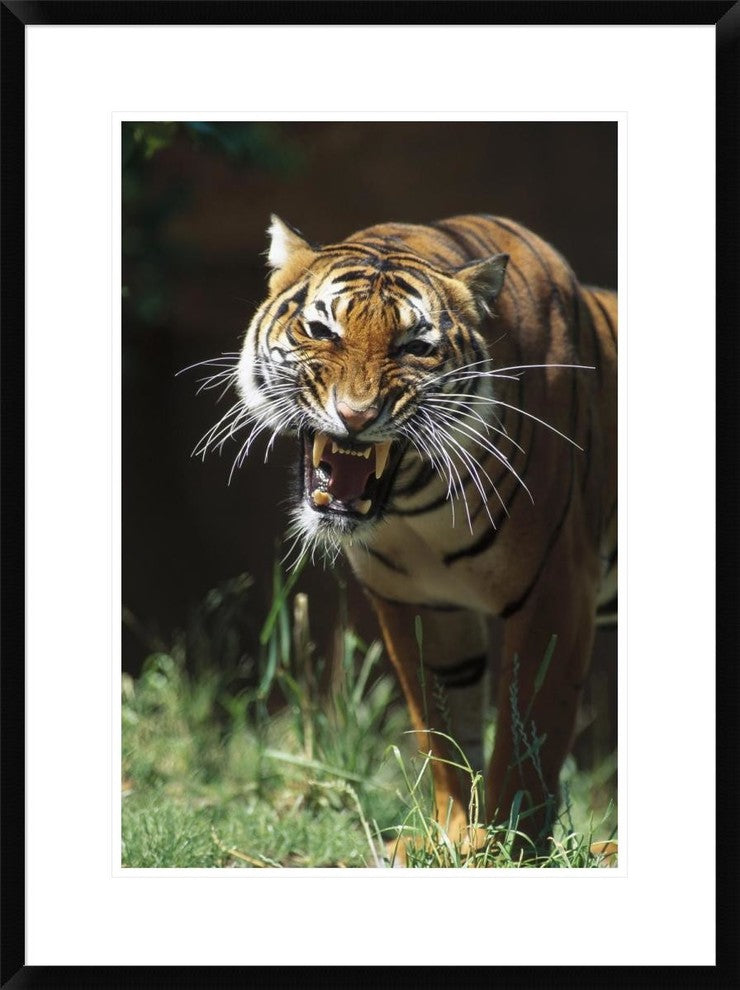 "Bengal Tiger snarling, native to India"  by San Diego Zoo, 24x32"