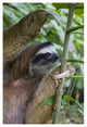 "Brown-throated 3-toed Sloth male, Aviarios Sloth Sanctuary" Paper Art, 26"x38"