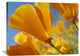 "California Poppy Flowers, Antelope Valley, California" Artwork, 40" x 30"