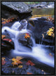 Autumn Leaves In Little River, Great Smoky Mountains Np Tennessee, 12"x16"