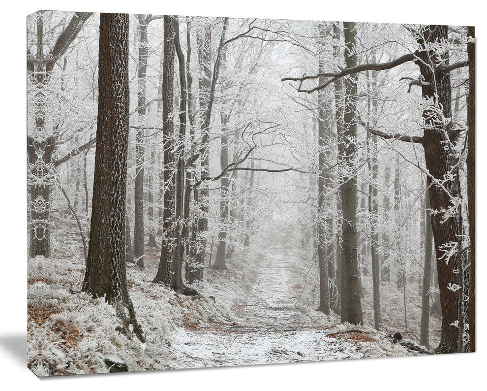 Forest Trail on Winter Morning, Large Forest Canvas Art Print, 40"x30"