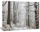 Forest Trail on Winter Morning, Large Forest Canvas Art Print, 40"x30"