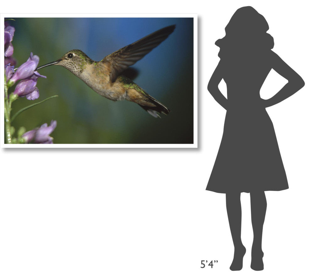 "Broad-tailed Hummingbird feeding on nectar" Paper Art, 50"x34"